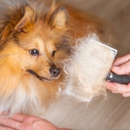 S&G Mobile Orlando Pet Groomers - Pet Grooming