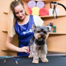 Splash and Dash Groomerie & Boutique - Pet Services