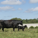 Mercy Lane Angus Farm - Ranches