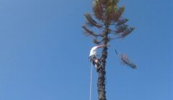 A Advanced Tree Service - Palm Bay, FL