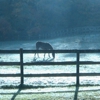 Hasty Hills Farm gallery