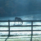 Hasty Hills Farm