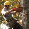 Chris Lewis Tree Surgery gallery