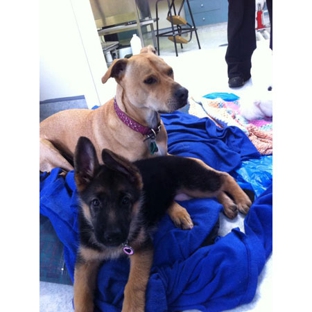 Petstock Vet Hospital - Altona North - Altona North, VIC