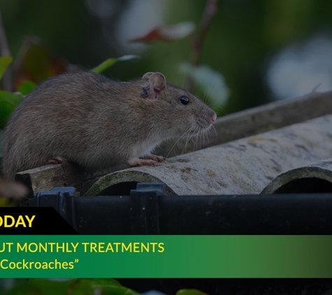 Ridley's Pest Control - Echuca, VIC. We Carry Out Monthly Treatments For Rodents & Cockroaches