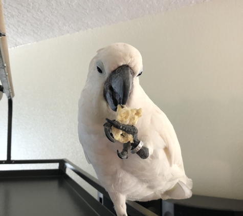 Healthy Pet The Mobile Vet - Lady Lake, FL. BeBe
My Beautiful male Cockatoo