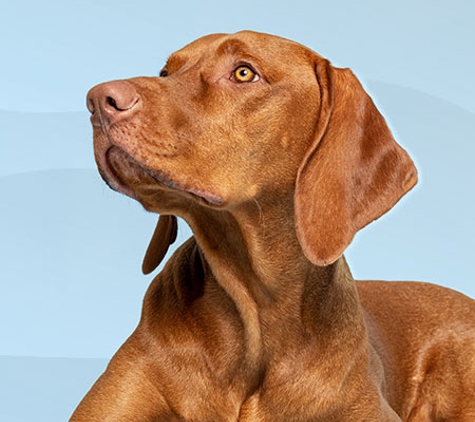 Reynella Veterinary Clinic - Morphett Vale, SA