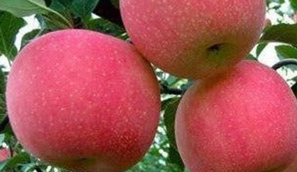 Stoneman's Garden Centre - Glenorchy, TAS. Apple