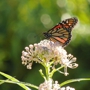 Ozark Soul Native Plants and Landscaping