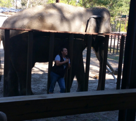 Two Tails Ranch: All About Elephants - Williston, FL