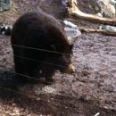 North American Bear Center - Animals-Circus, Zoo & Preserve