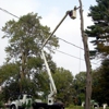 Tree Service Salt Lake City gallery