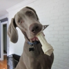 Pearson's Pooch Training gallery