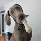 Pearson's Pooch Training
