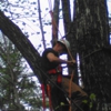 Arborist Masters Professional Tree Service gallery