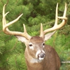 Spikehorn whitetail shoulder mount`s gallery
