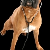 Emergency Pet Hospital Of Collier County gallery