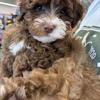 Pet Supplies Plus gallery