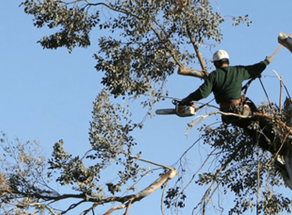 Precise Tree Service - Camarillo, CA