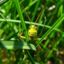 The-GrassHopper.Net Lawn Care - Landscaping & Lawn Services