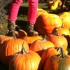 Paulson's Pumpkin Patch Inc gallery