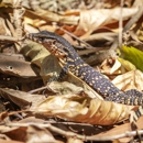 Master Wildlife - Pest Control Services