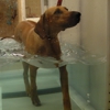 VCA Tri-City Animal Hospital - CLOSED gallery