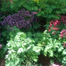 Fancy Hill Plants - Nurseries-Plants & Trees