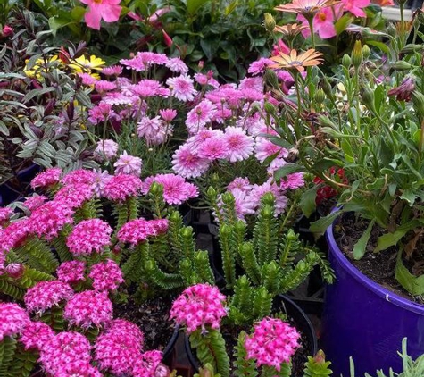 Pot Plant Heaven Perth - Camillo, WA. Cottage plants at Pot Plant Heaven Perth