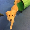 Hole in the Wall Dog Training Academy gallery