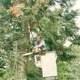 Timber Tree Service