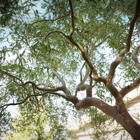 Casper Canopy Tree Care