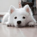 WellHaven Pet Health - Lone Tree - Veterinary Clinics & Hospitals