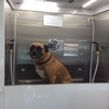 Sunshine mobile Dog Grooming gallery