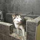 Society Pet Spa - Dog & Cat Grooming & Supplies