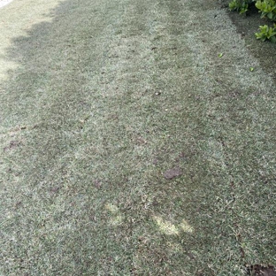 Able Lawns & Gardening Service - Strathfield, NSW. My beautiful new lawn