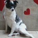 For Pet's Sake - Pet Grooming