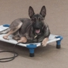 Blue Line K-9 Training gallery