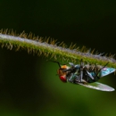 Flexible Pest Services - Pest Control Equipment & Supplies