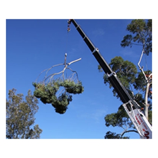 Above All Tree Services - Engadine, NSW