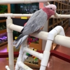 Pet Pad gallery