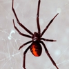 Fischer's Pest Control gallery
