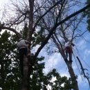 Alexander & Wilson Tree Care & Services - Tree Service