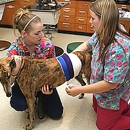 Armenia Animal Hospital Inc - Veterinarians
