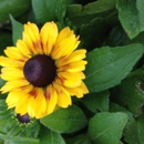 Southbranch Nursery Co - Garden Centers