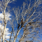 Affordable Arborist