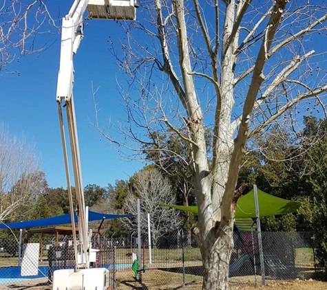 Tree Solutions - Rainbow Flat, NSW