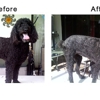 FancyFur Mobile Dog Grooming gallery