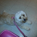 Northeast Veterinary Clinic