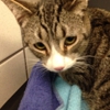 Sierra Veterinary Hospital gallery
